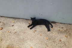 Time for a nap